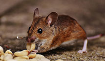 24 Hour & Emergency Exterminators in Oakland, AR